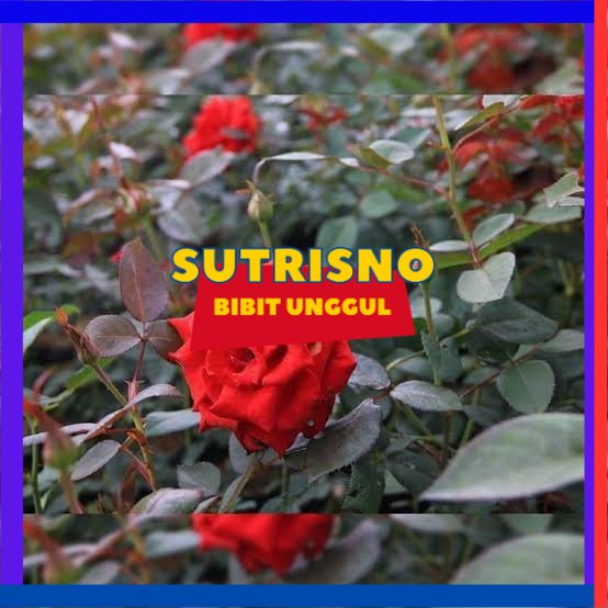 bibit bunga mawar merah