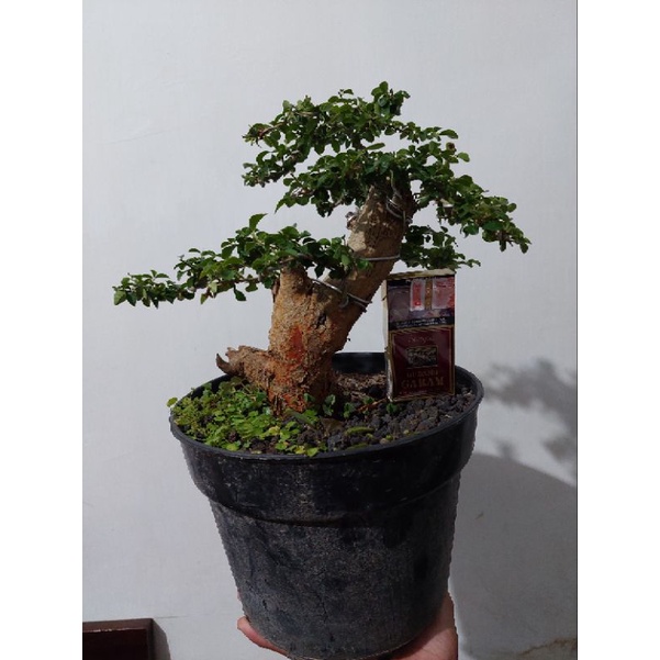 tanaman bonsai sisir micro siap pajang sesuai foto real pict - TitipBibit