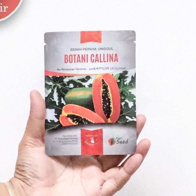 ⅍ benih pepaya california asli IPB isi 150 terbaru ✮