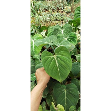 philodendron gloriosum - philo gloriosum - tanaman indoor / outdoor