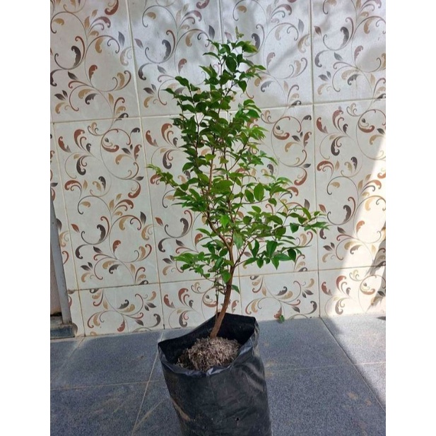 paket diskon bibit tanaman anggur preco super kwalitas