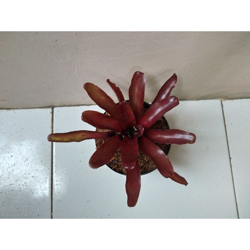 TANAMAN HIAS / BUNGA HIAS /BROMELIA /MERAH/MAWAR pohon hidup - TitipBibit