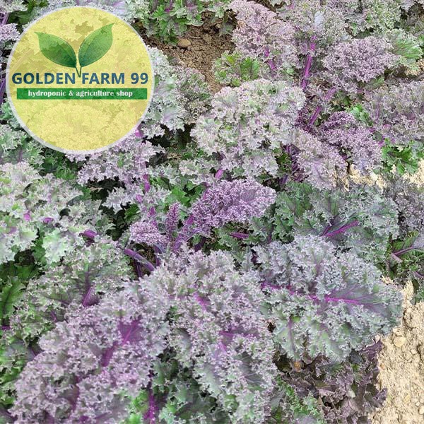 Benih Kale SUNBOR F1 Bejo Seed -