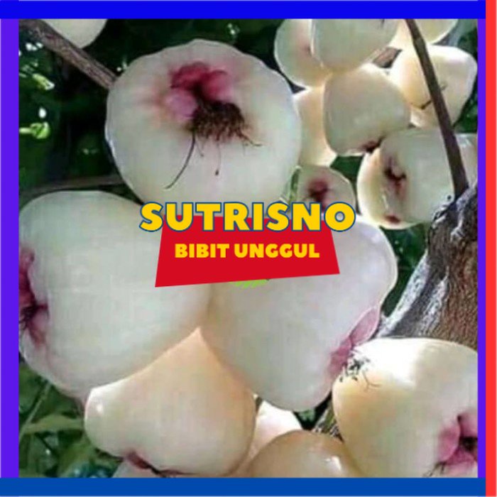 Bibit Jambu air madu susu