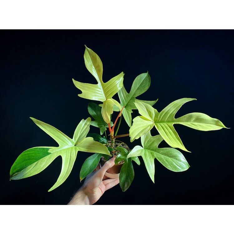 Philodendron Florida Ghost / Philo Florida Beauty / Philo Merpati / Philo Florida