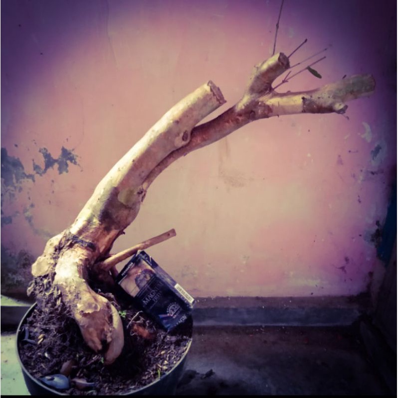 bonsai bahan bonggolan dewandaru berkarakter