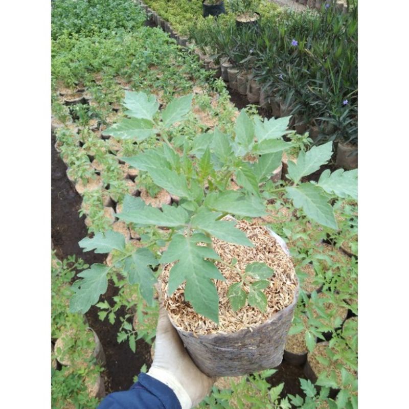 bibit buah tomat