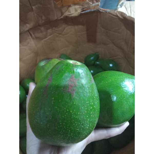 

Buah alpukat mentega 1 kg