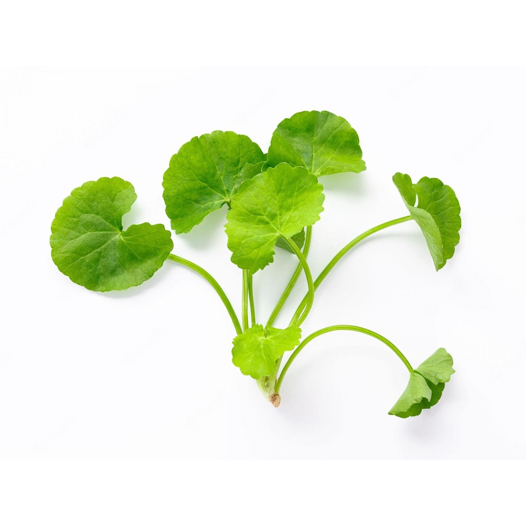 

KUKURING Daun Pegagan / Antanan Segar 250 gram