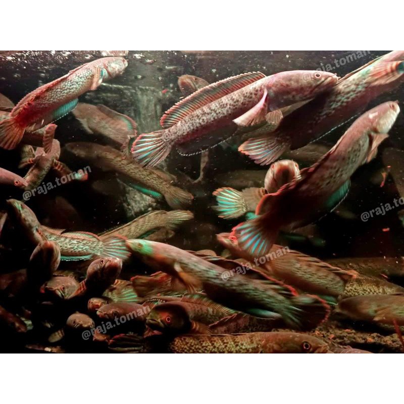 STEWARTI IMPORT WC 10-20 cm KUALITAS TOP GRADE A MIRIP BARCA