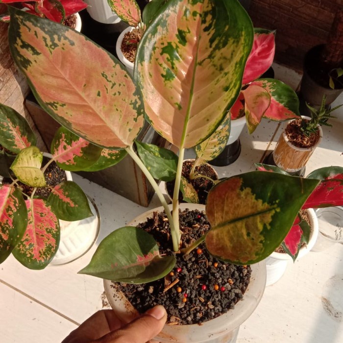 tanaman aglonema sultan brunai - aglaonema sultan brunei