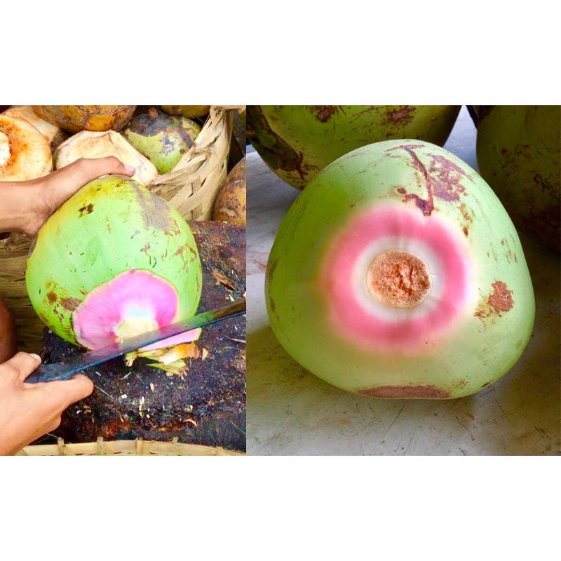 

Kelapa Hijau/Kelapa Ijo/KelapaWulung - Buah yang banyak khasiat