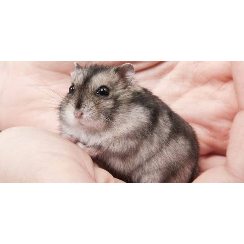 HAMSTER (MURAH) Campbell 1 Ekor / Hamster LUCU / Gojek/Grab