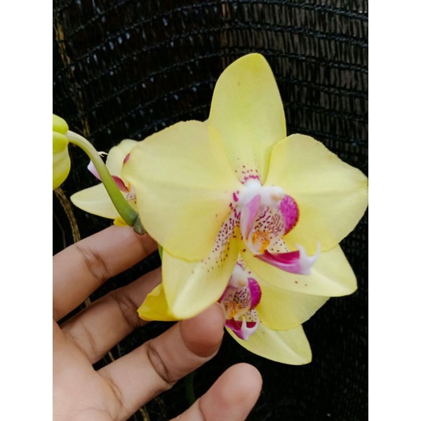 angbul knop mekar