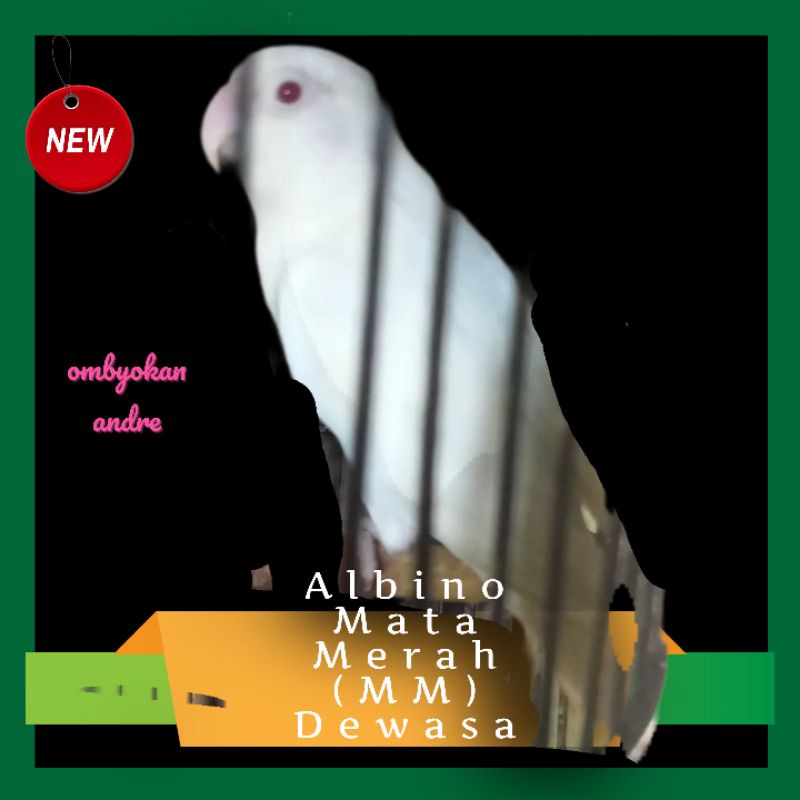 Love bird Albino Mata Merah (MM) Paud