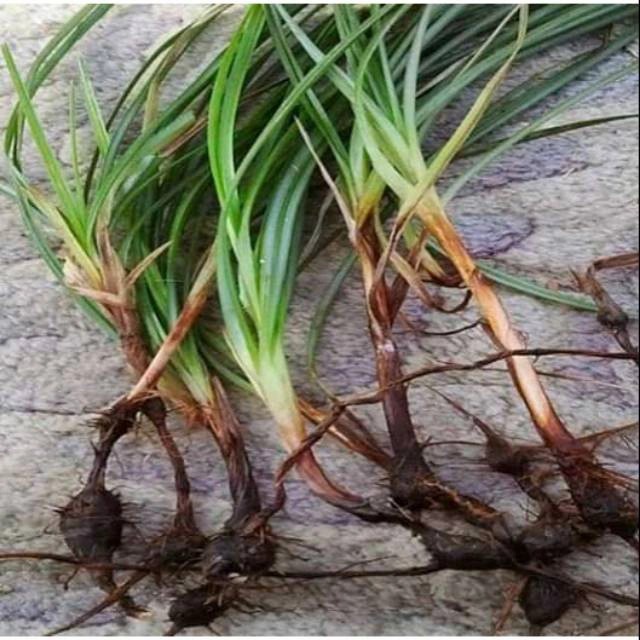 

Jual rumput teki segar-obat kencing batu Dll
