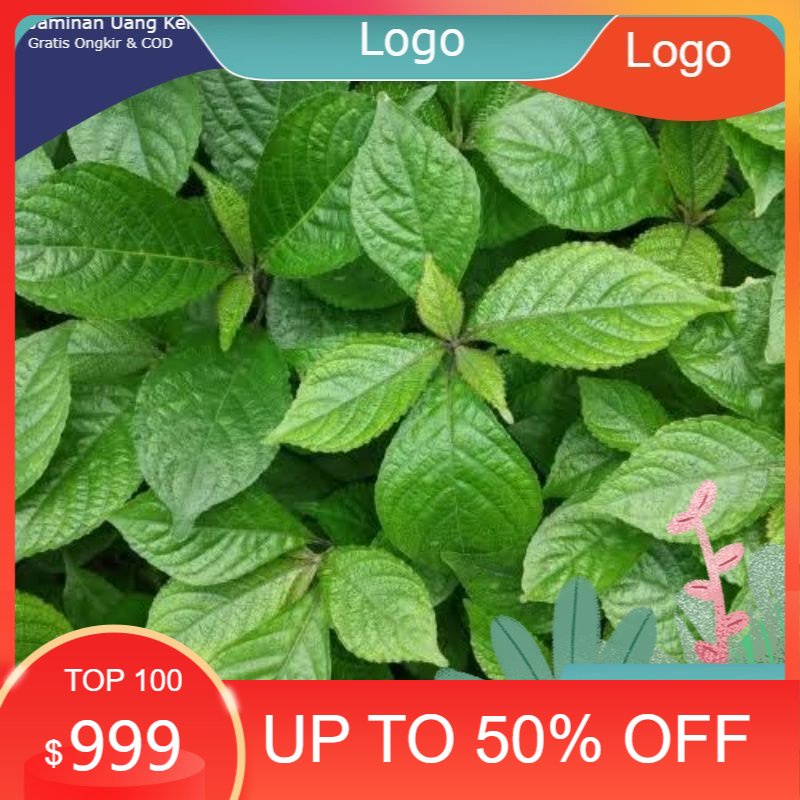 

jual daun kecibeling / keji beling / keci beling fresh obat herbal