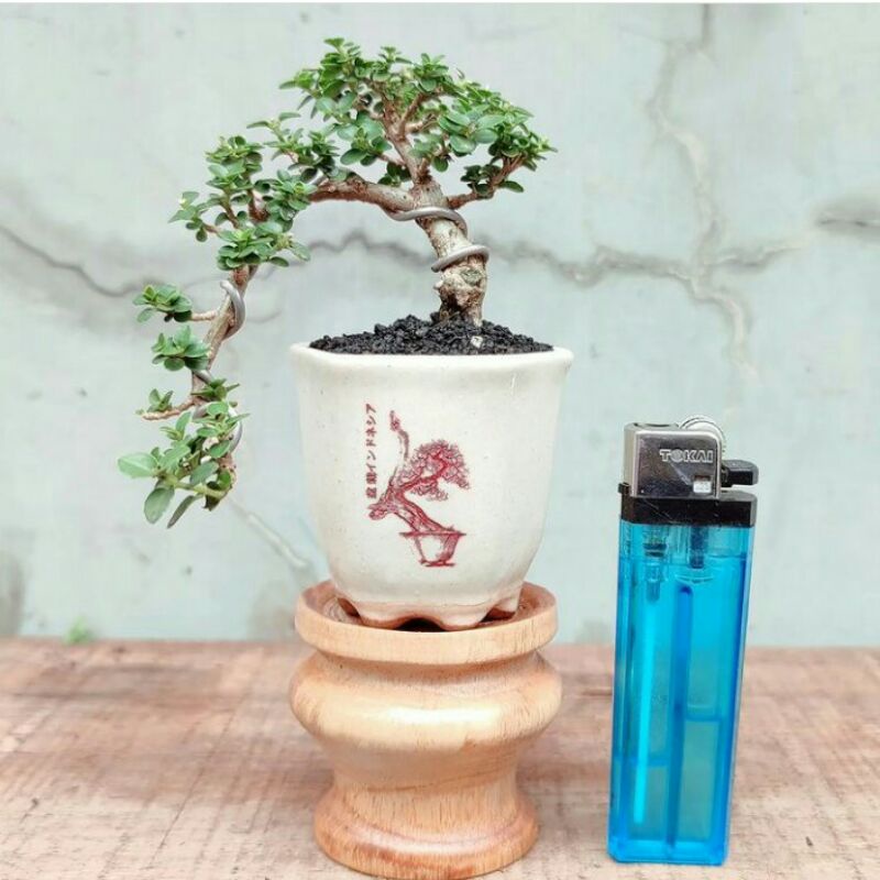 tanaman bonsai mini boxus,micro,mirten bahan unggul &amp; sudah jadi siap display - TitipBibit