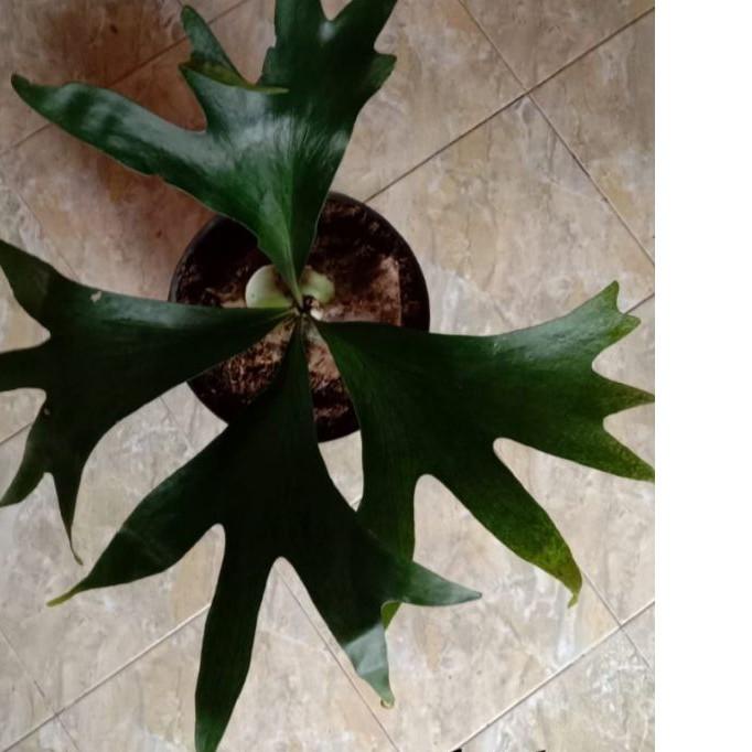 ❂ platycerium(kadaka..doa) ♞