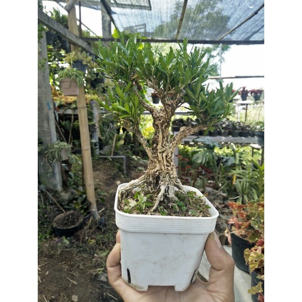 tanaman bonsai boxus rare item siap kontes kelas pemula - TitipBibit