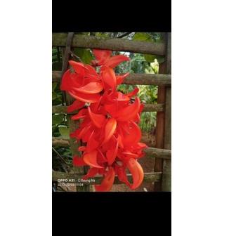 ☁ Flame Of Irian & Bibit Tanaman Flame of Irian ♬