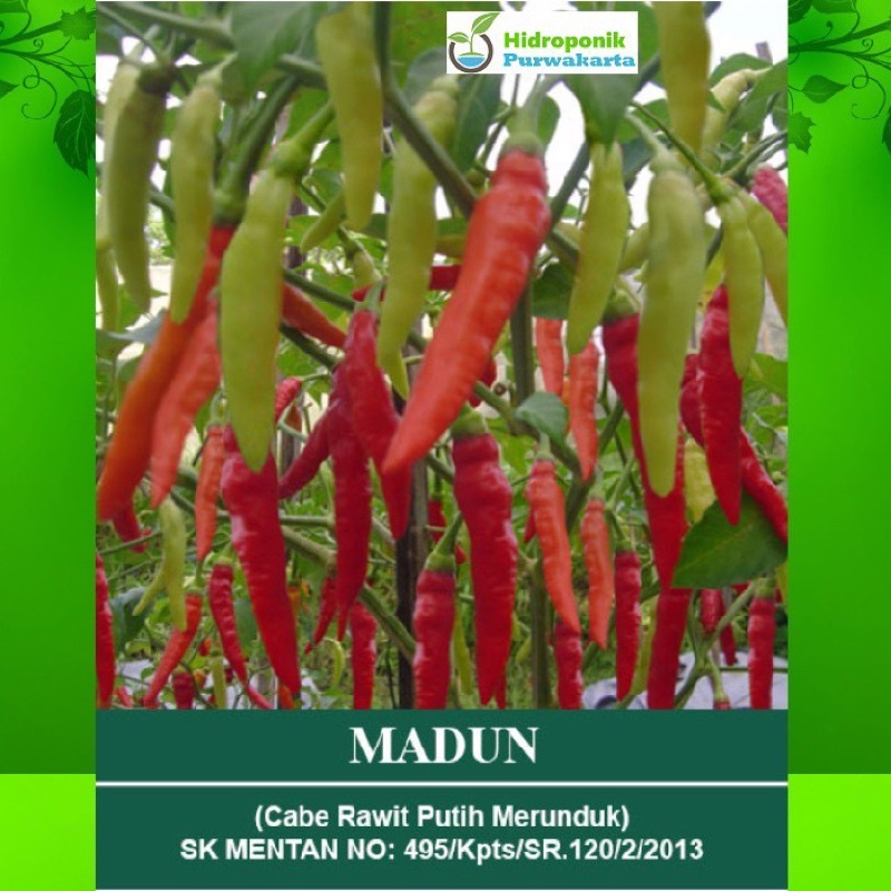 isi 30 Benih Biji Cabai Rawit Madun F1 - repacking -Sfseeds