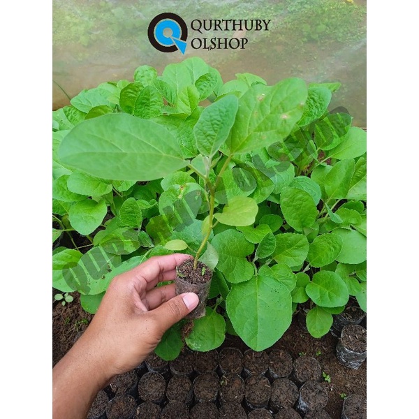 ( 10 POHON) BIBIT TERONG LALAP SIAP TANAM - BIBIT TERONG LALAPAN - BIBIT TERONG LALAP UNGGUL - BIBIT