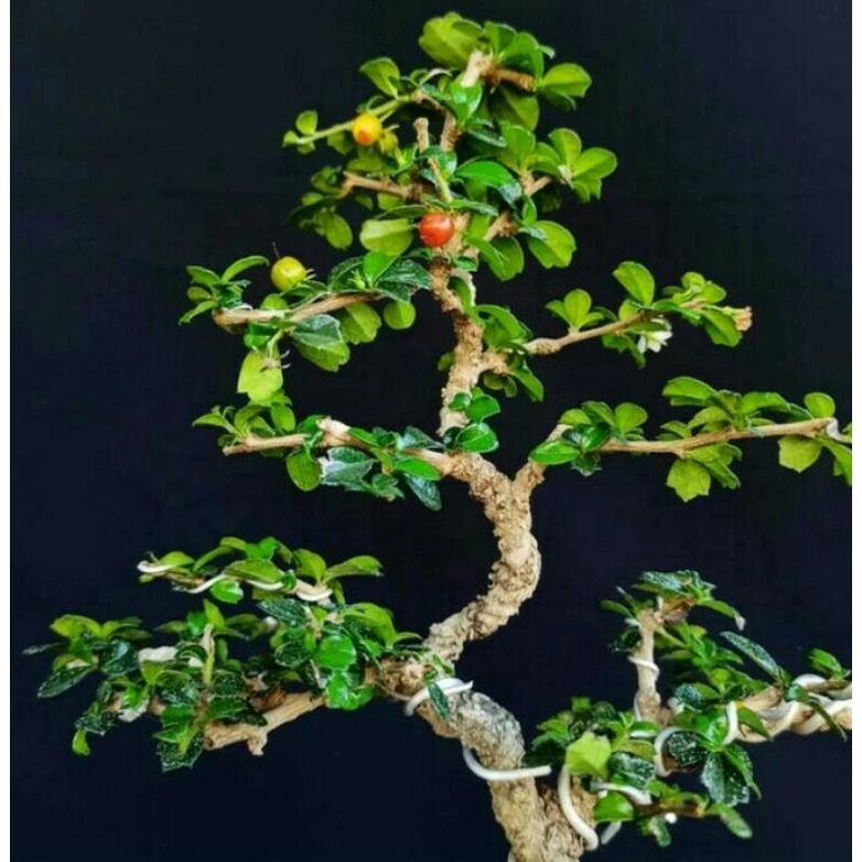 bonsai hokianti mamemeja bahan ungul sudah siap tampil  - TitipBibit