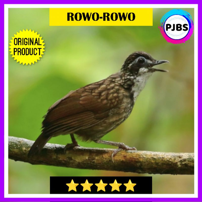 BURUNG ROWO ROWO JANTAN PILIHAN bukan kacer