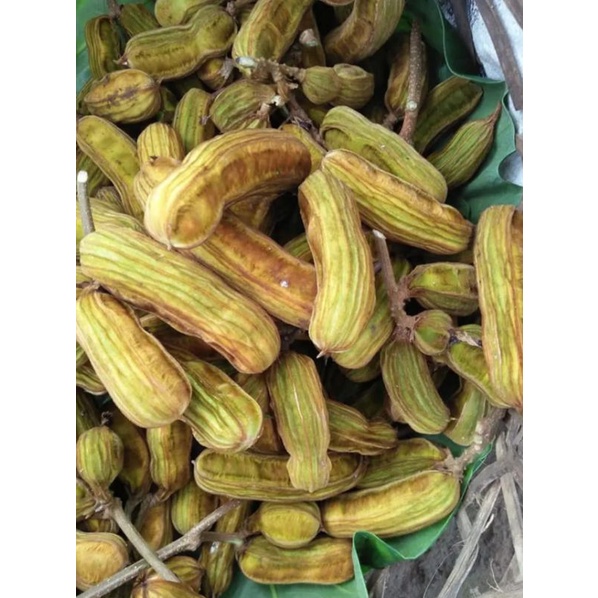 

buah salju asli bedugul ukuran besar 1 kilo