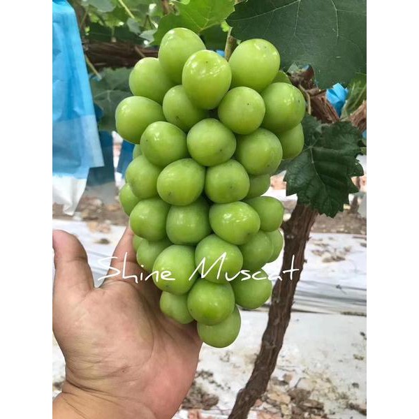 Bibit Anggur Import Shine Muscat - pohon anggur shine muscat hijau murah