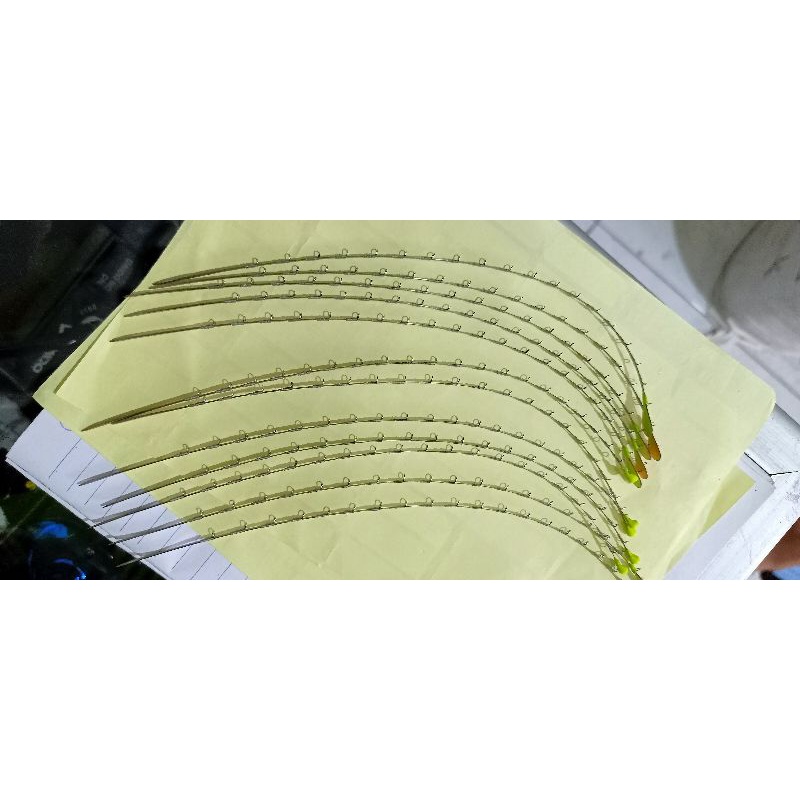 ENTUL WIPER SUPER WADER ENTUL NELEM ENTUL LENTUR MANCING ENTUL RAWA ENTUL SALATIGA