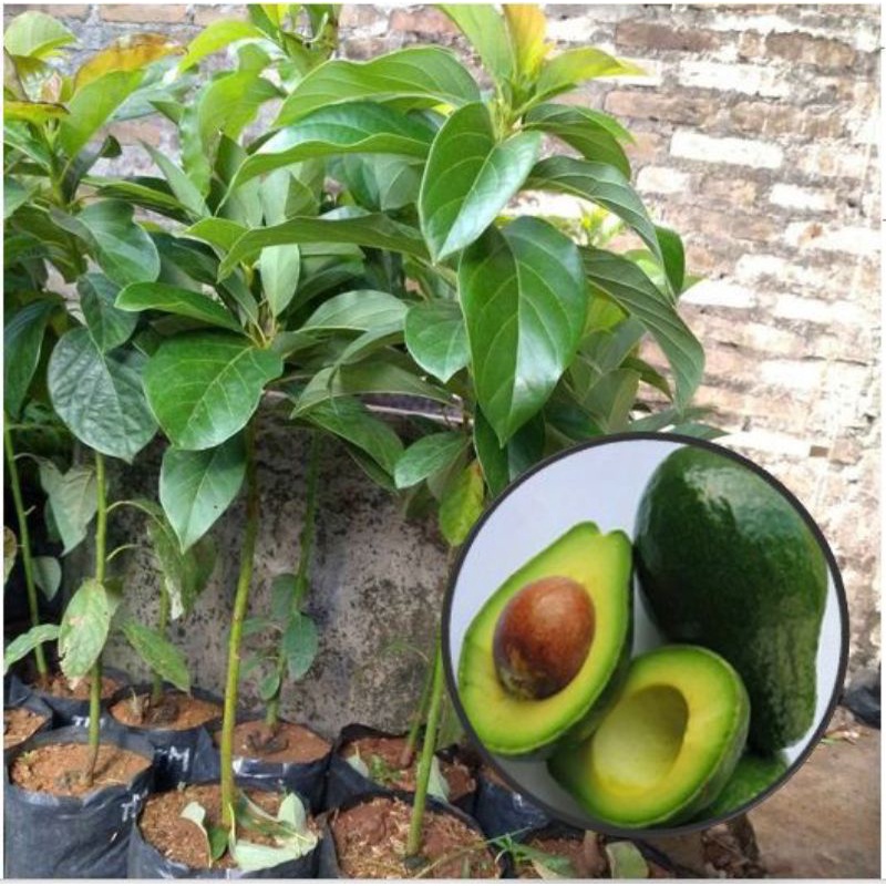 Bibit Alpukat Mentega Super. Alpukat Cepat Berbuah Dan Bisa Berubah Dalam Pot. Hasil Cangkok Sambung