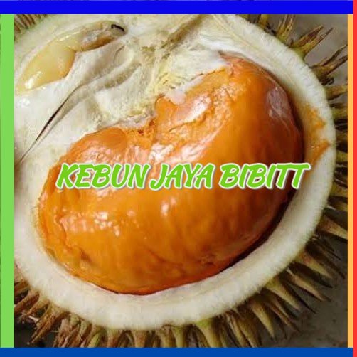 bibit durian tembaga super