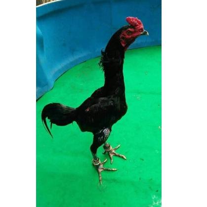 [ART. 625731] Telur Ayam Pakhoy Blackbull X RedBull Brakot Brutal - Ayam Bangkok - Telur Ayam Pakoi - Pakoe Full Brakot Brut4l