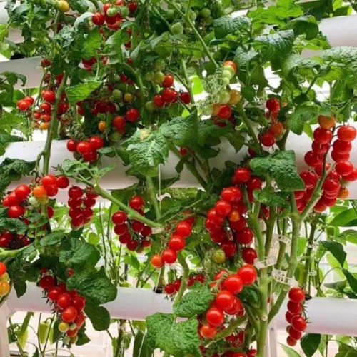 25 Benih Bibit Biji - Red Cherry Tomato Ruby F1 Tomat Ceri Merah Seeds - IMPORT - RSB-