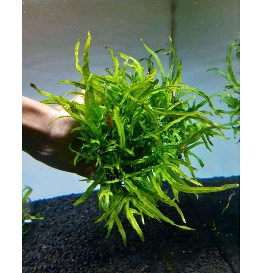 Terlaris Kadaka Mini Trident Microsorum Trident (Tanaman Aquascape)