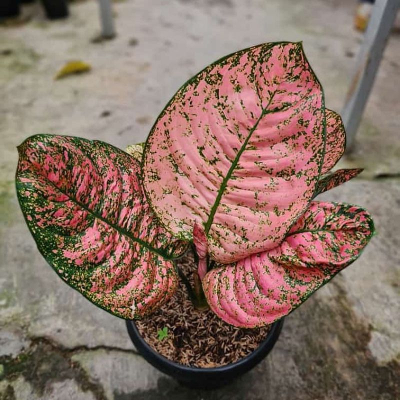 BIBIT BONGGOL Bonggol aglonema Ruby kura