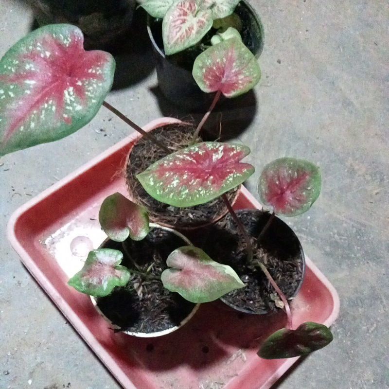 tanaman bunga caladium tootsie dan npk