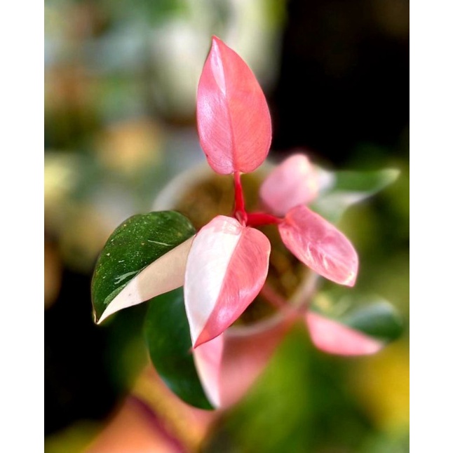 philodendron red anderson variegated - tanaman hias philodendron murah - philo congo pink anderson v