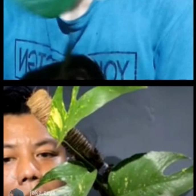 Epipremnum Kujang / sp kujang special lelang live sale