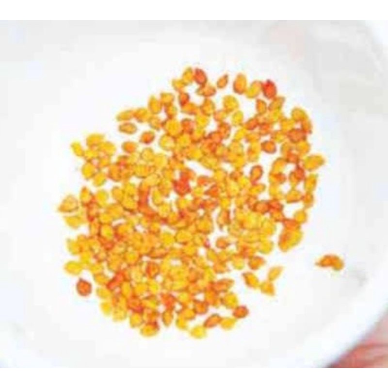 Bibit rampai lampung