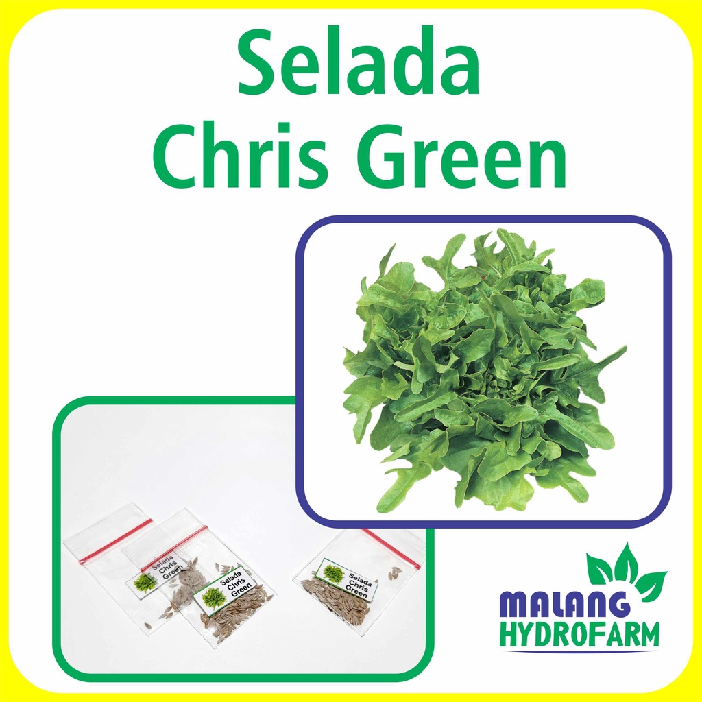 Benih Selada Chris Green Unggulan Berkualitas biji bibit repack lettuce kristine oakleaf oak hijau s
