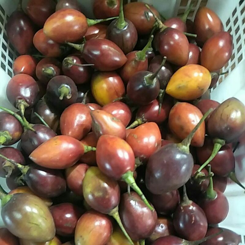 

Terong Belanda 500g