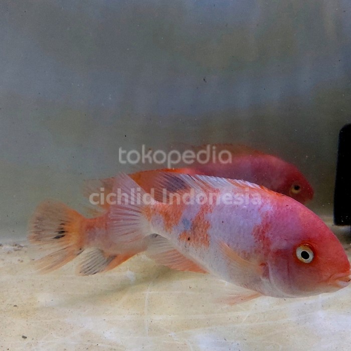 Terlaris Vieja Marble Fenestratus