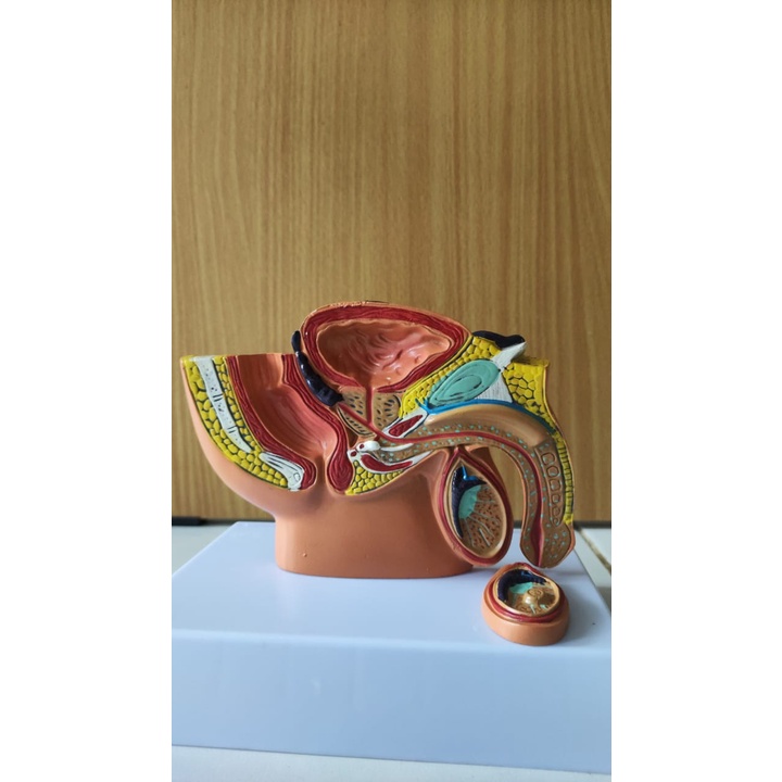 Alat Peraga Kelamin Pria / Alat Pengajaran Male Reproductive System Male Productive / Perlengkapan M