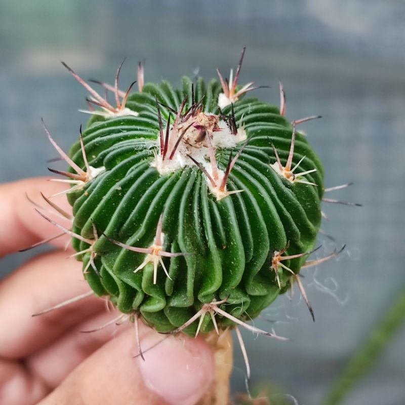 Stenocactus multicostatus Ownroot Seedling Import