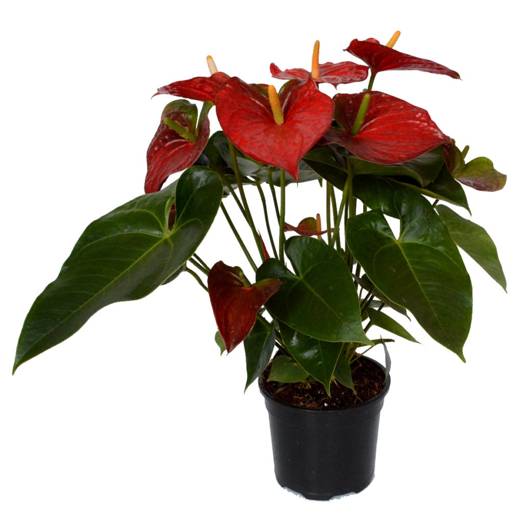 Tanaman Hias Anthurium Adreanum - Bunga Anthurium