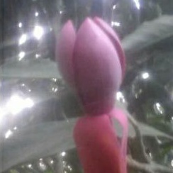 Tanaman Hias Bunga Cempaka Merah Real/Magnolia Coco Red Asli Tinggi 1 Meter up