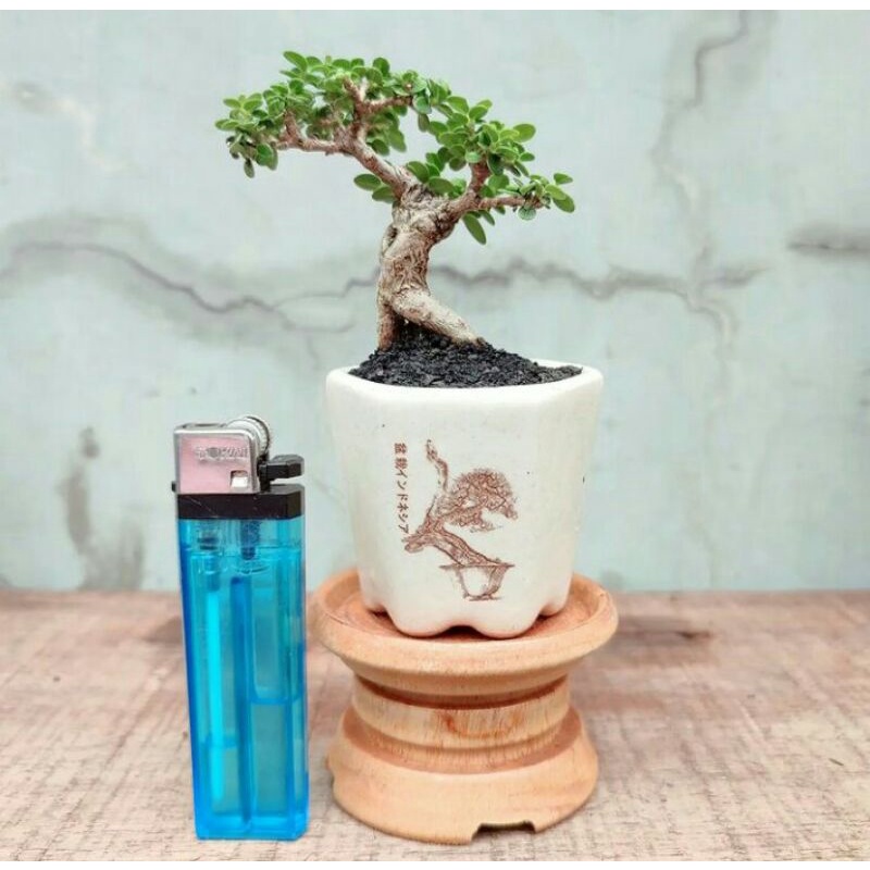 tanaman bonsai mini boxus,micro,mirten bahan unggul &amp; sudah jadi siap display - TitipBibit